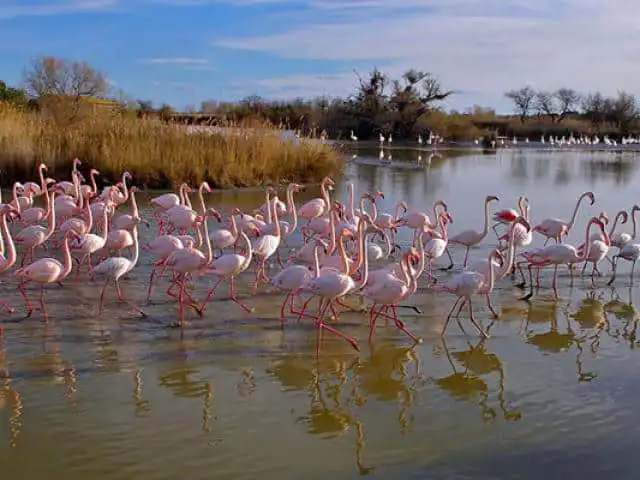 Des flamants roses en camargue